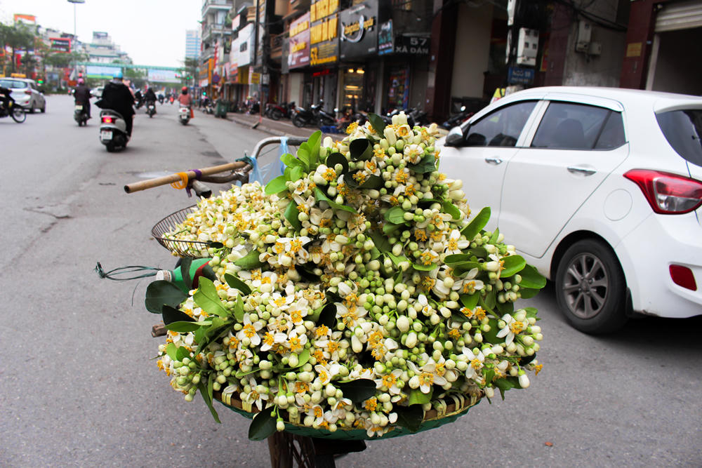 Nao lòng những gánh hoa bưởi mang hồn quê ra Hà Nội